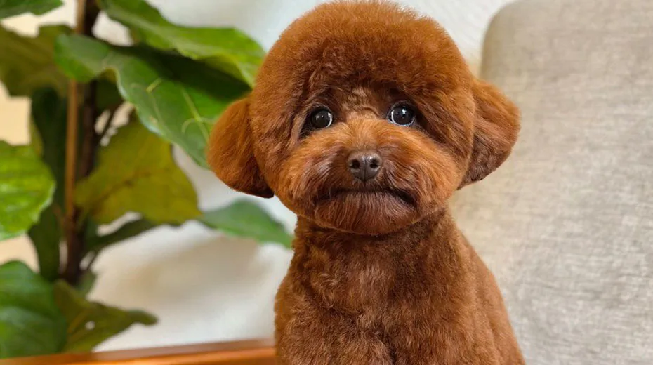 Roter Toy-Pudel vor und nach dem Grooming: vom zotteligen Fell zum runden Teddy-Schnitt