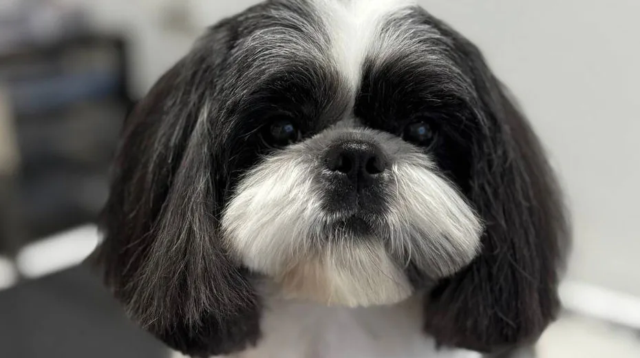 Kundenhund vor und nach dem typgerechten Schnitt