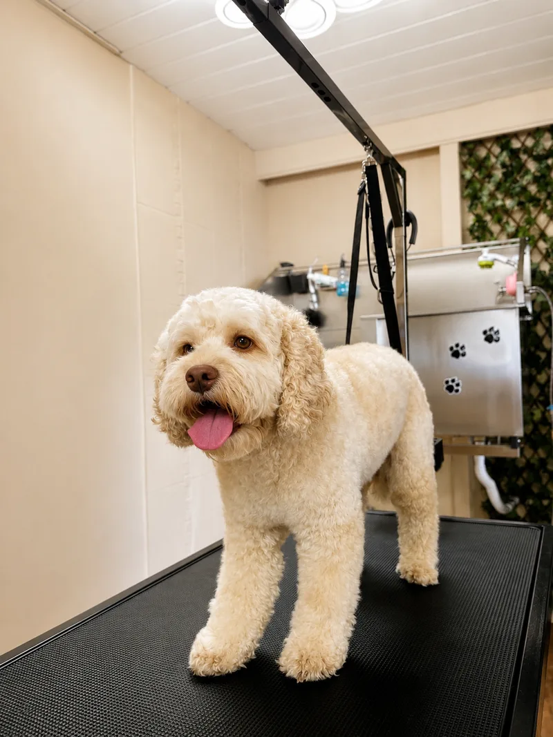 Heller Doodle steht auf dem Grooming-Tisch, dahinter die Badestation