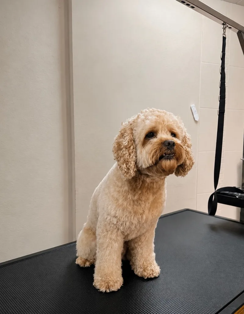 Cremefarbener Doodle sitzt mit weich ausgearbeitetem Kopf auf dem Grooming-Tisch