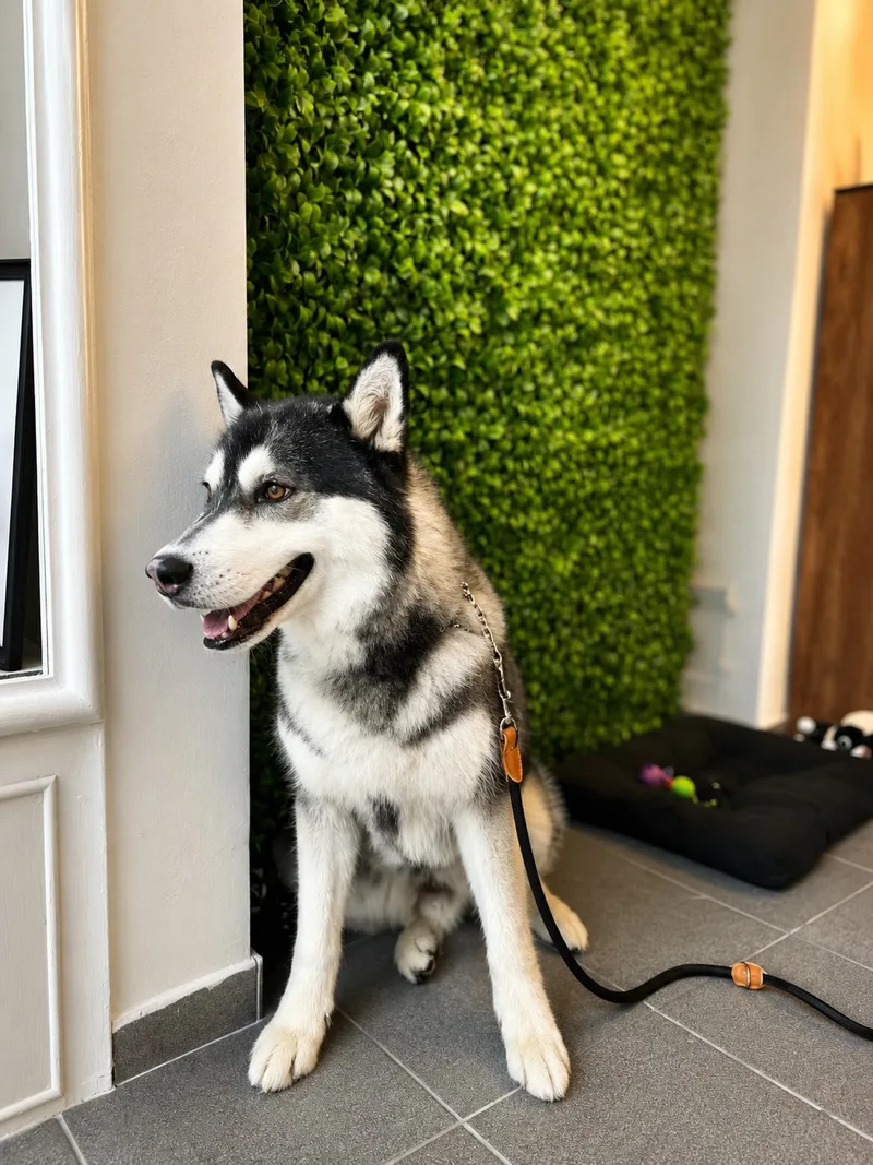 Husky sitzt angeleint vor der grünen Wand im Salon