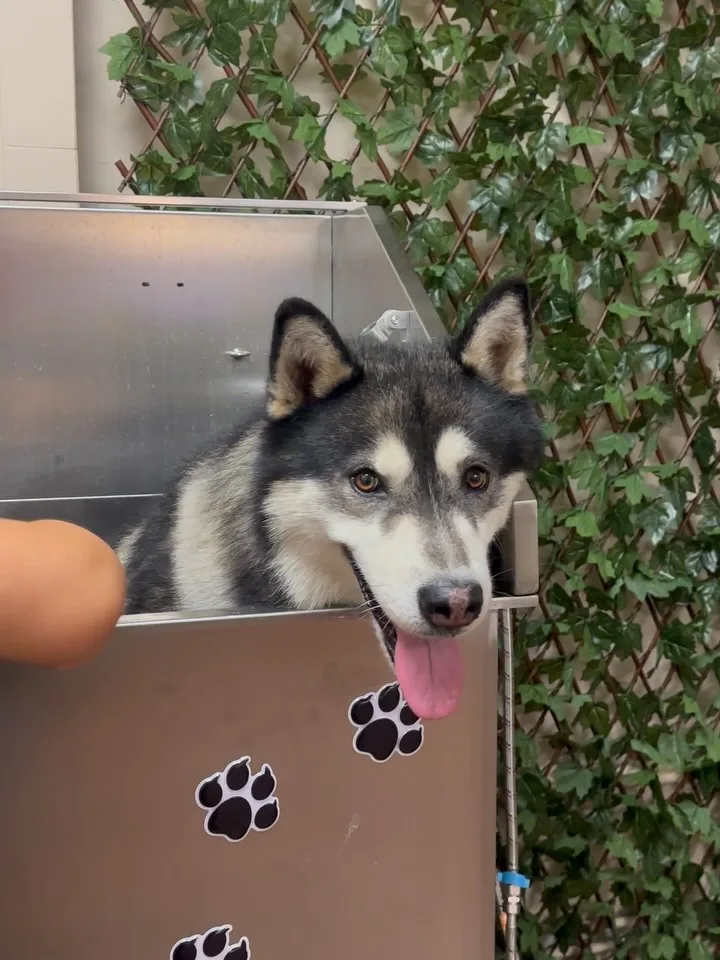 Husky schaut mit heraushängender Zunge über den Rand der Edelstahl-Badewanne