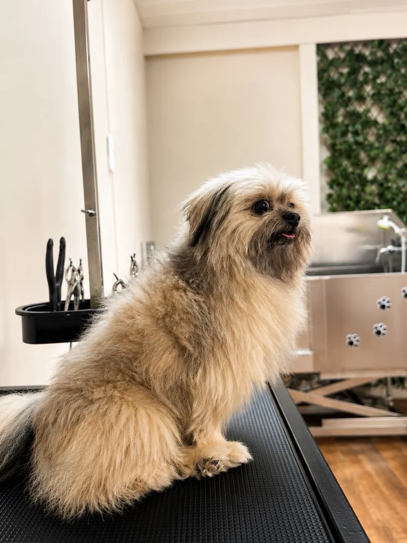 Zottelig gewachsener Shih Tzu sitzt vor der Badewanne auf dem Grooming-Tisch