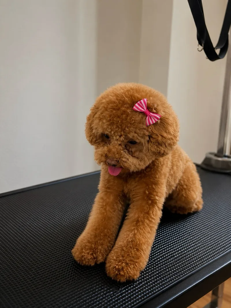 Roter Toy-Pudel mit rosa Schleife im Ohr, frisch geföhnt auf dem Grooming-Tisch