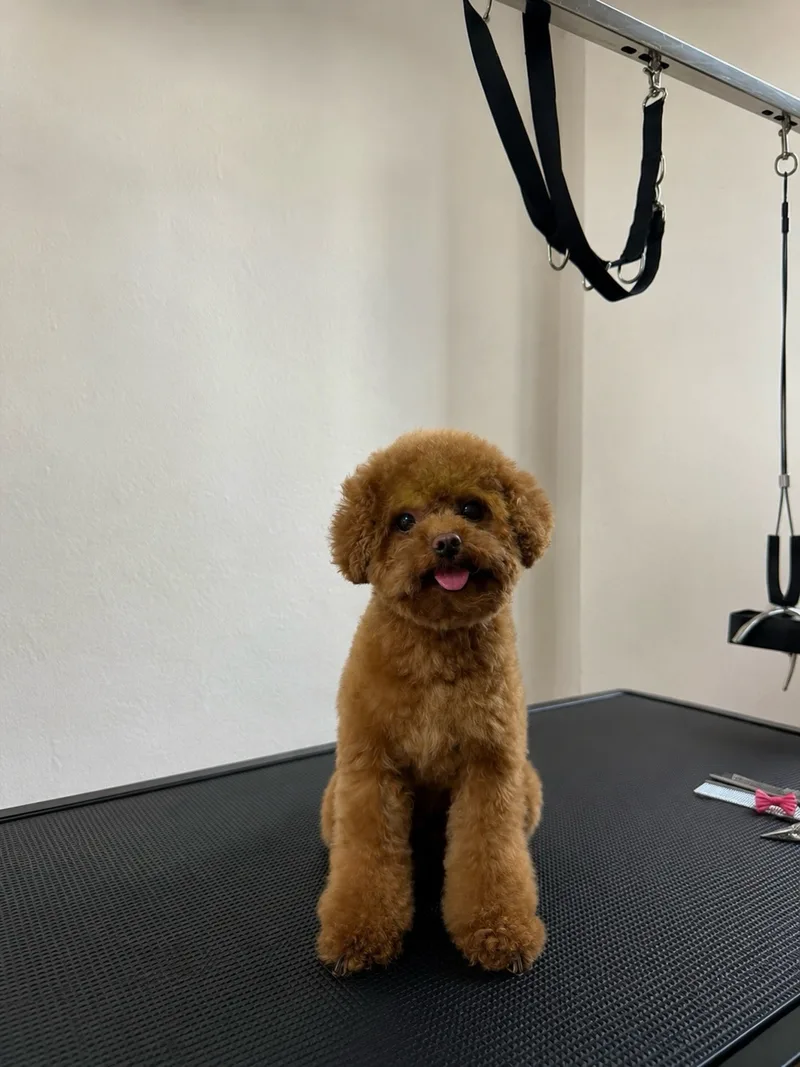 Roter Toy-Pudel steht aufmerksam auf dem Grooming-Tisch, Fell rund ausgearbeitet
