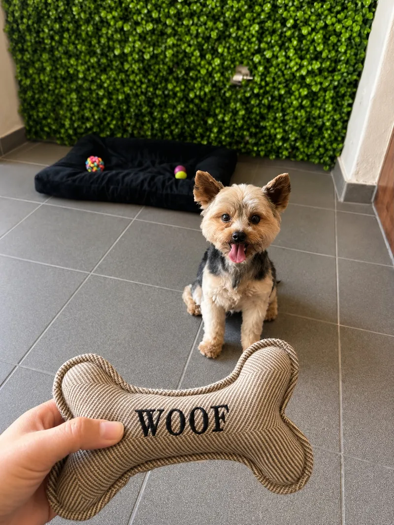 Yorkshire Terrier sitzt vor seinem Hundebett, davor ein Spielknochen mit der Aufschrift WOOF