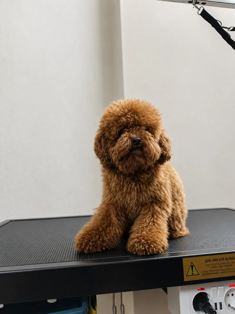Roter Toy-Pudel mit flauschigem Lockenfell frontal auf dem Grooming-Tisch