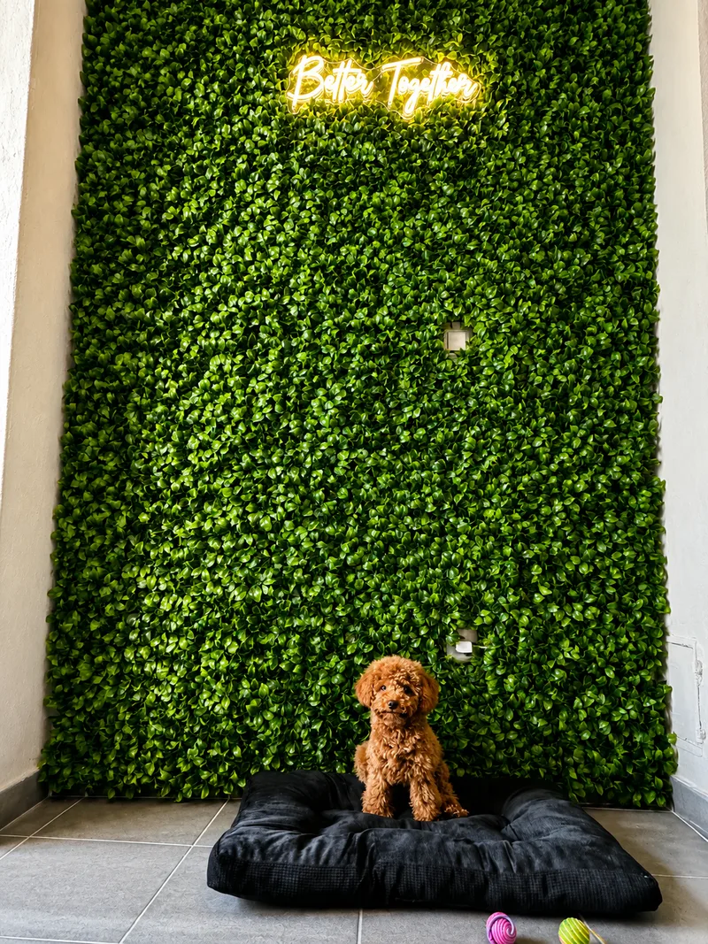 Buchsbaum-Wand mit Better-Together-Neonschrift, davor ein Toy-Pudel auf dem Hundebett